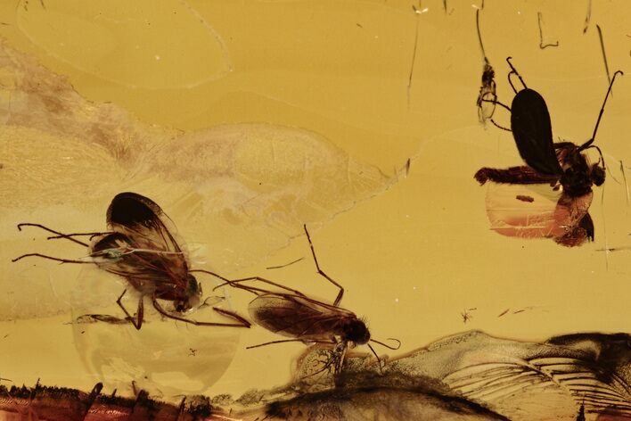 Three Fossil Fungus Gnat (Mycetophilidae) In Baltic Amber #272117